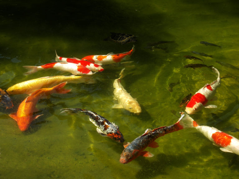 Koi Karpfen (Nishikigoi) Haltung im Teich zooplus Magazin
