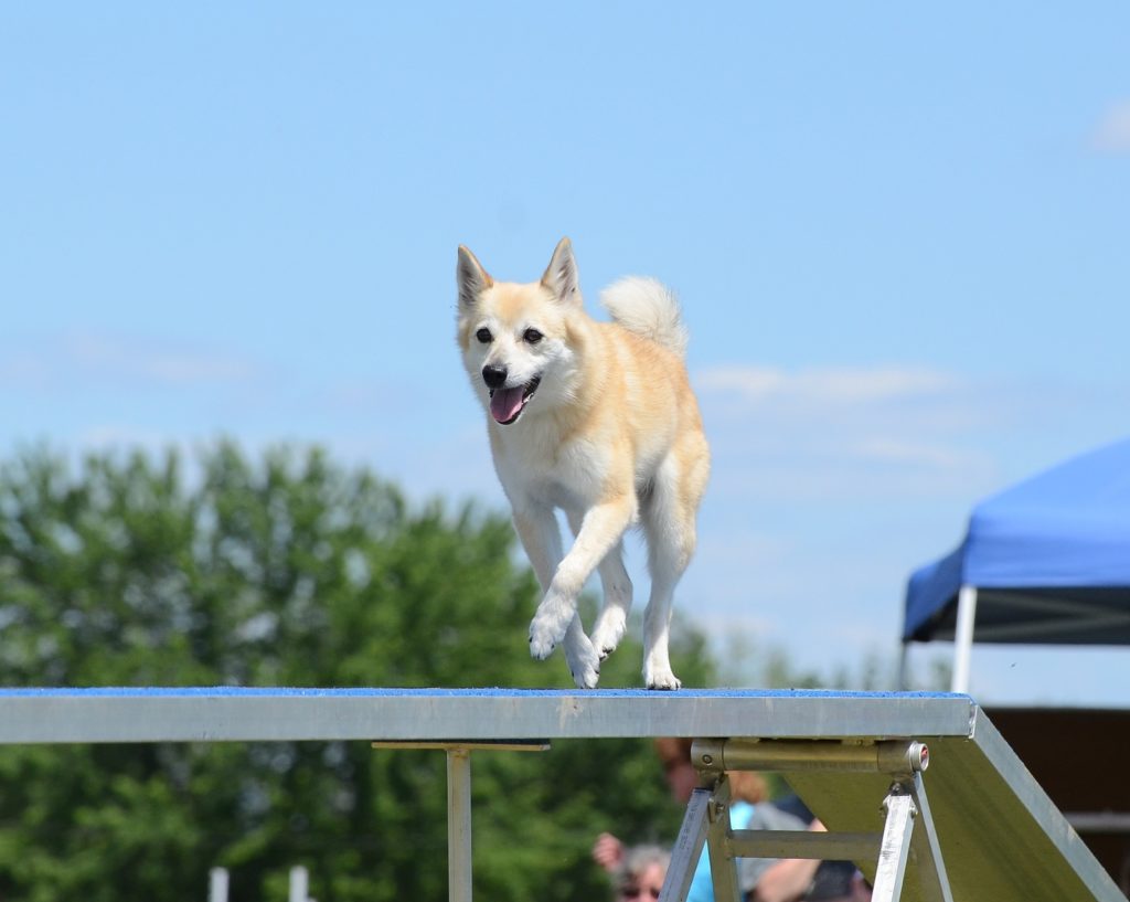 norwegische buhund agility