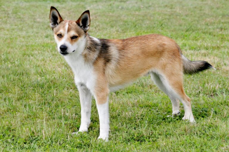 norwegischer lundehund im gras