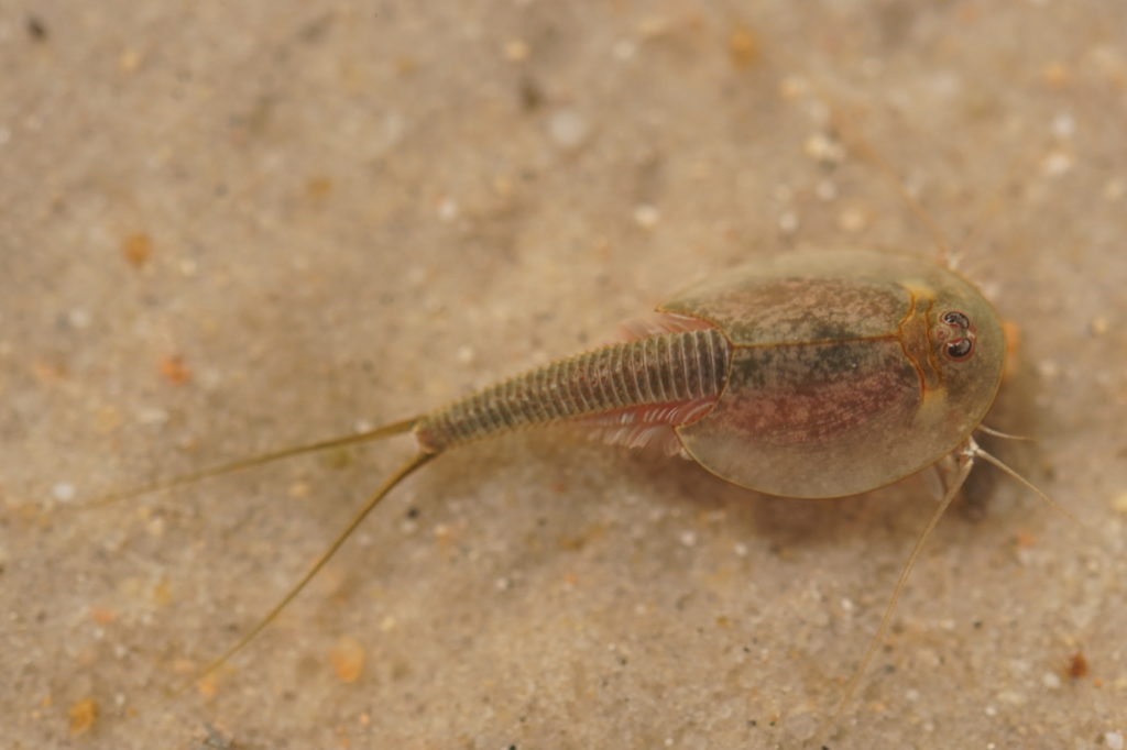 triops auf sandigem bodengrund