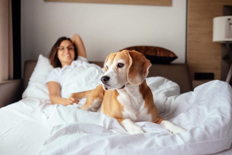 Beagle Hund im Bett mit Frau