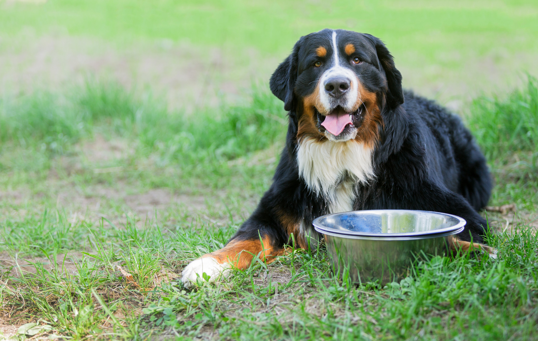 hund muss abnehmen welches trockenfutter