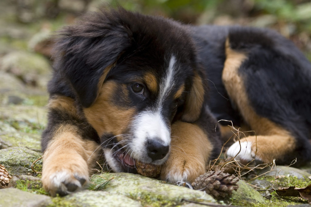 Berner Sennenhund Ernahrung Welches Futter Ist Das Beste