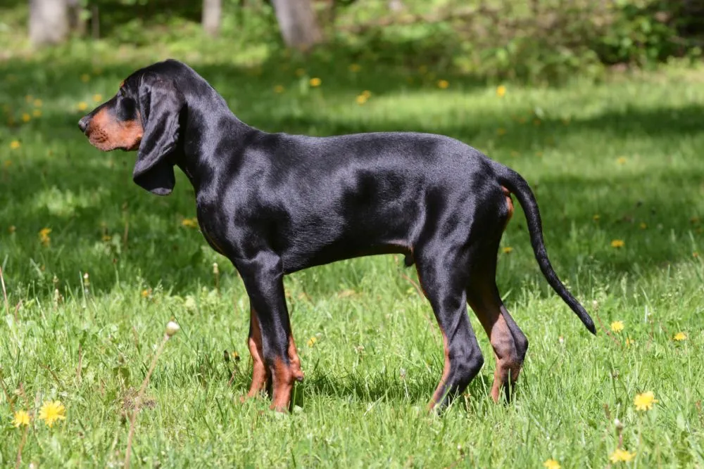 Black and Tan Coonhound: Charakter, Haltung & Pflege