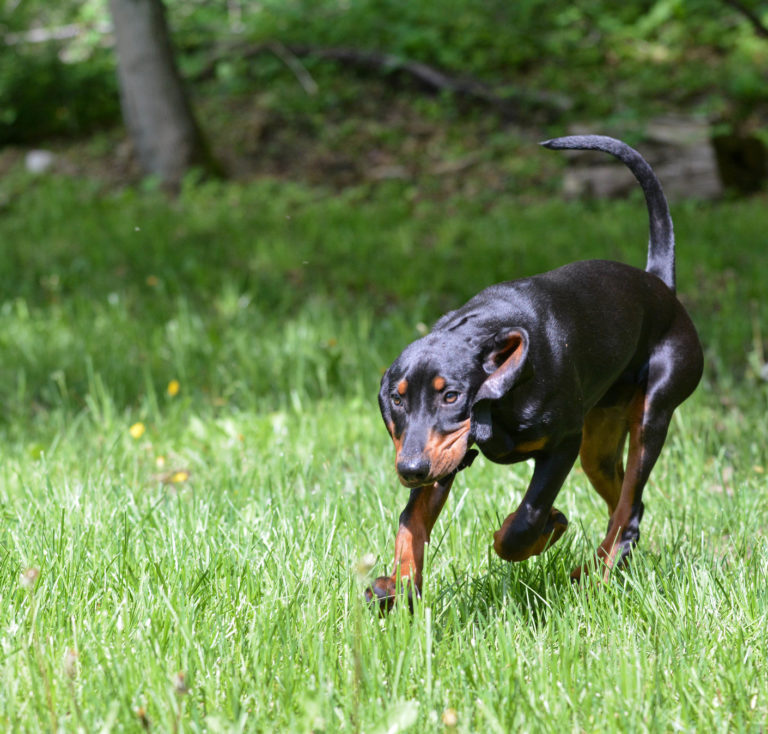 Black and Tan Coonhound Charakter, Haltung & Pflege zooplus