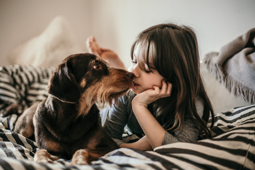 Sollte Ich Meinen Hund Im Bett Schlafen Lassen Hundehaltung