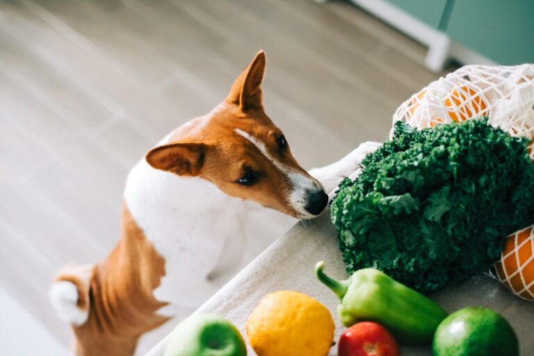 lebensmittel die hunde nicht essen dürfen