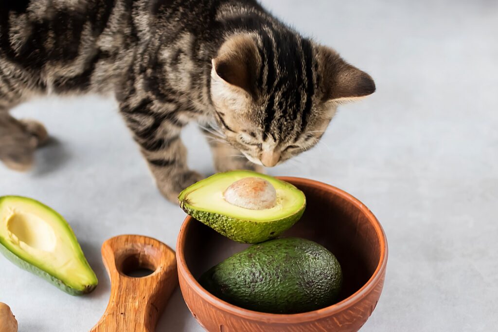 Katze Avocado gefährliches Lebensmittel