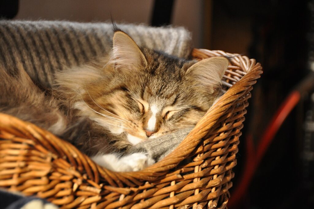 schlafende Katze in Körbchen