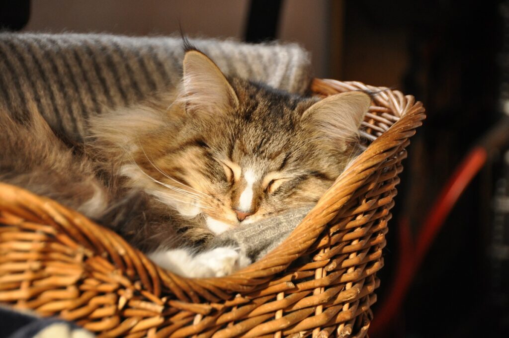 Katze schläft in ihrem Körbchen schlafende Katze in Körbchen
