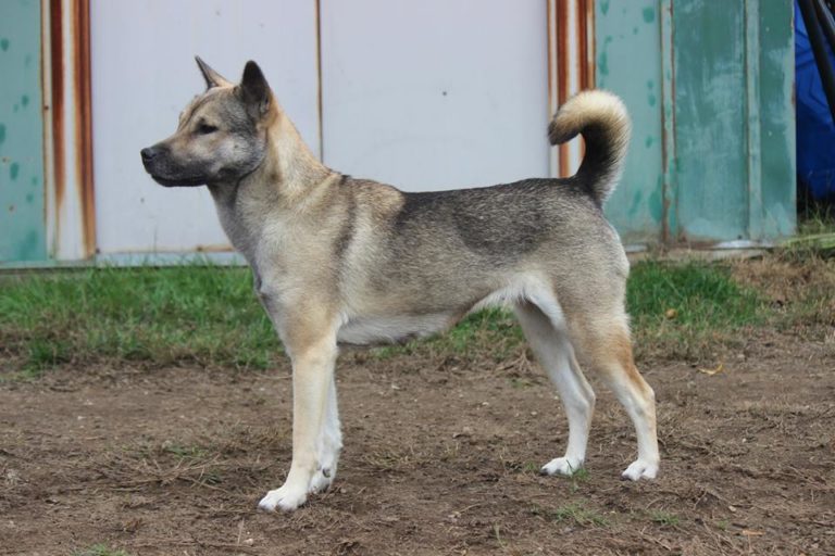 Kishu Ken Hund