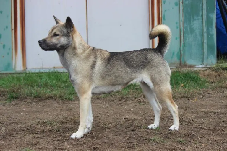 Kishu Ken Hund