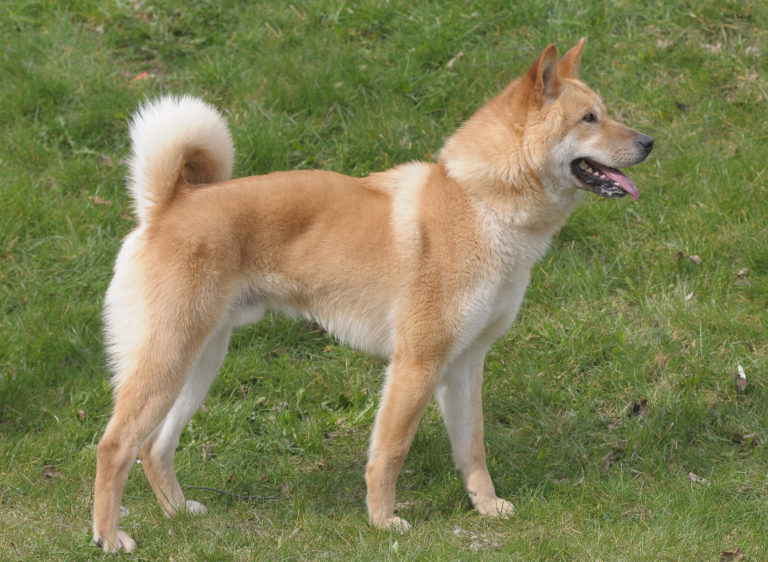 Korea Jindo Dog rehbraun