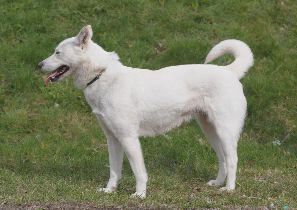 Korea Jindo Dog weiß