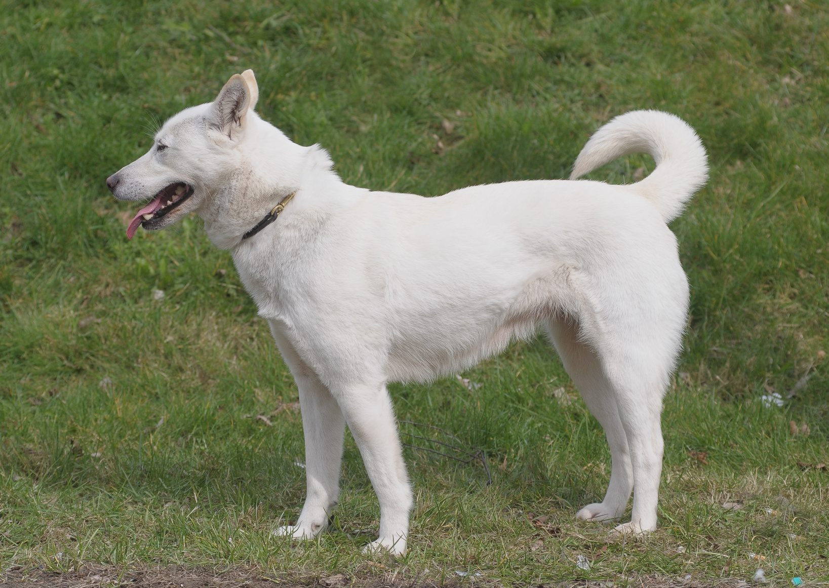 Korea Jindo Dog Charakter, Haltung & Pflege | zooplus