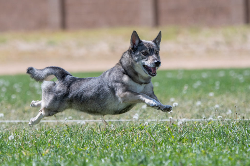 Schwedische Wallhund glücklich