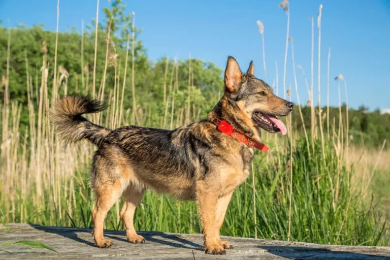 Schwedischer Wallhund