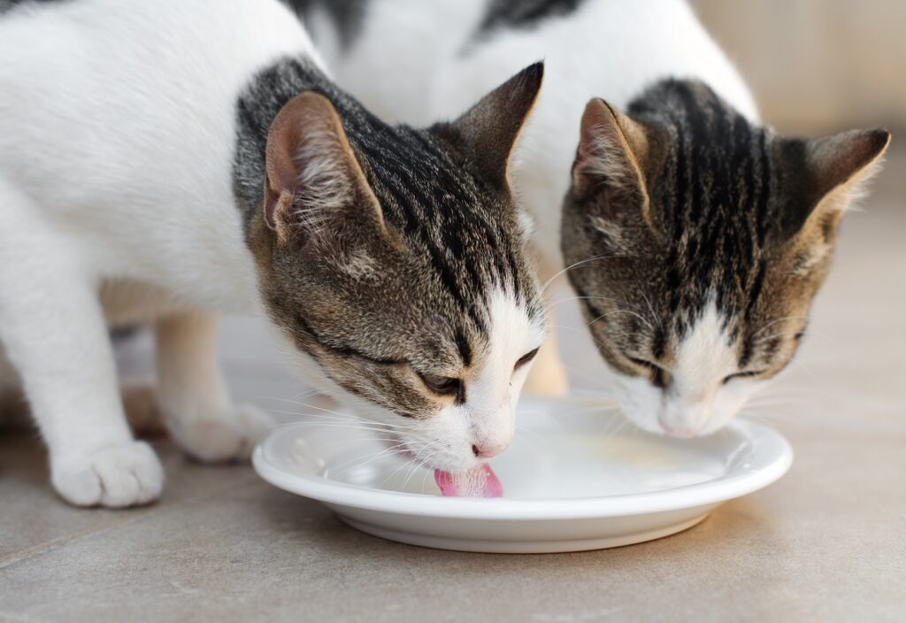 gefährliche Lebensmittel für Katzen