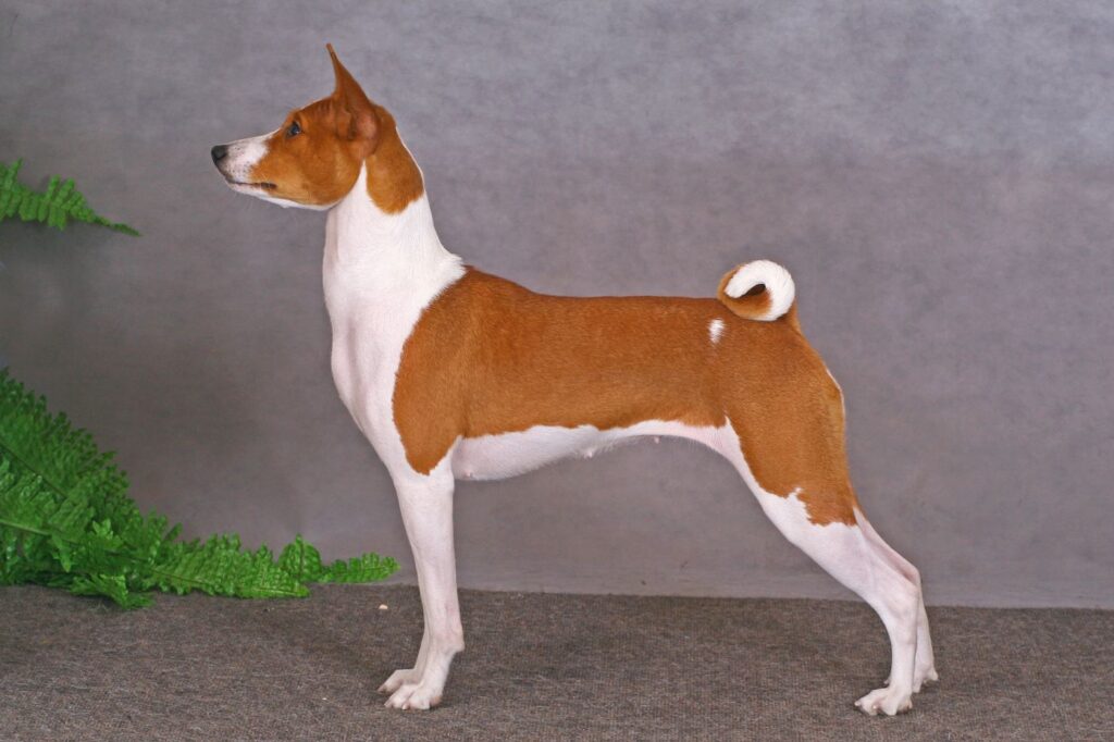 basenji hündin von der seite