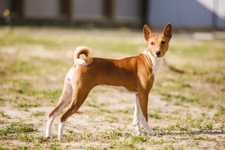 basenji hund wiese