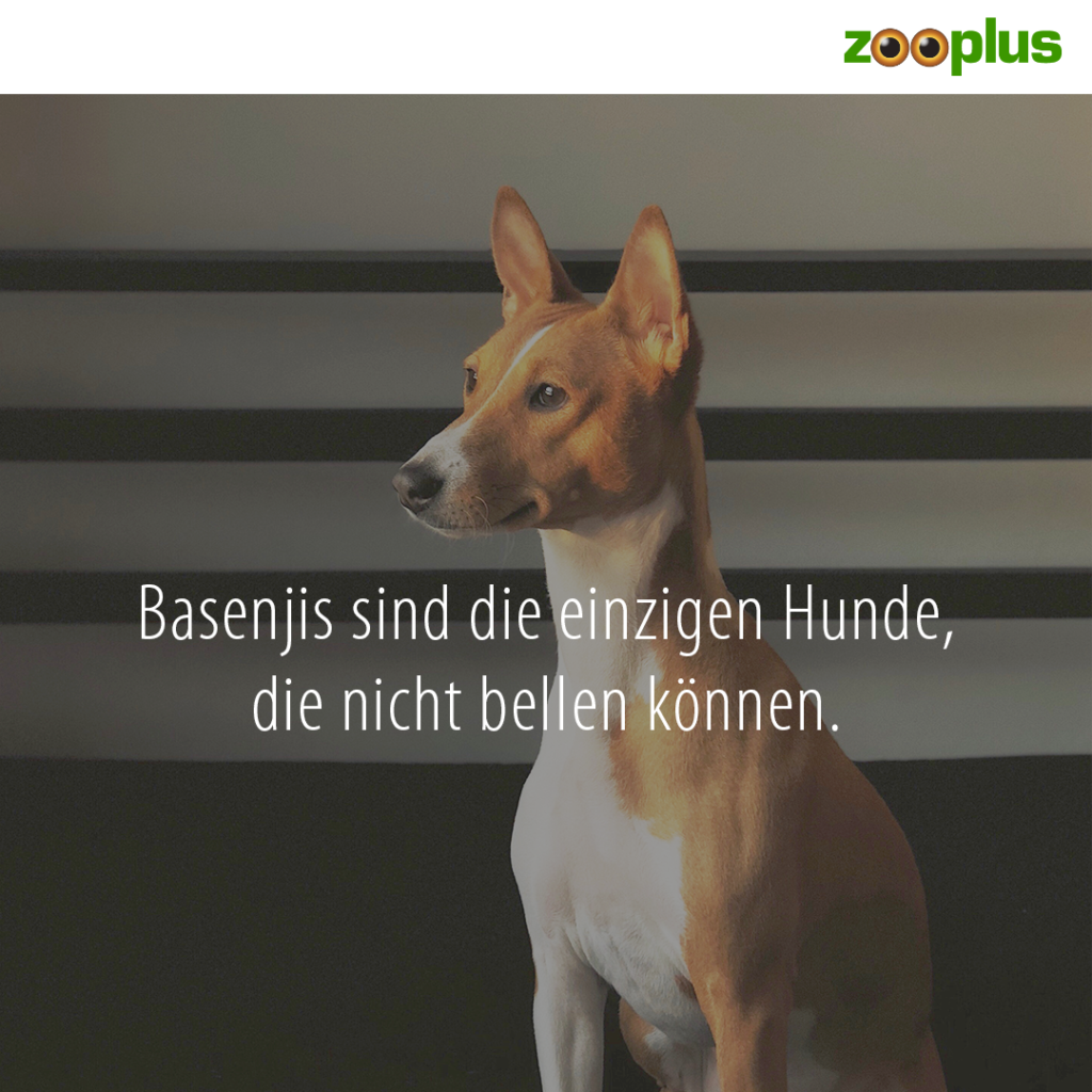 basenji können nicht bellen