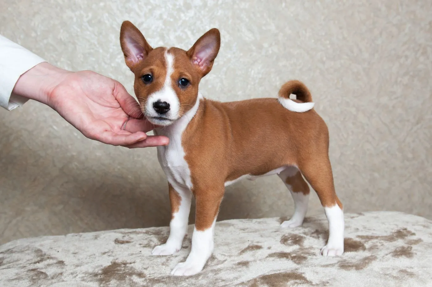 basenji welpe mit hand