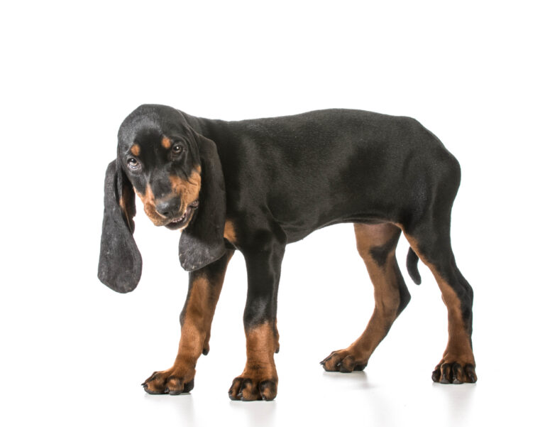 black and tan coonhound