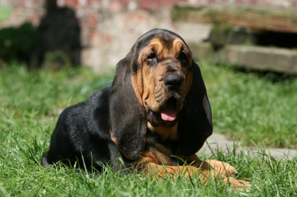 bloodhound im grass