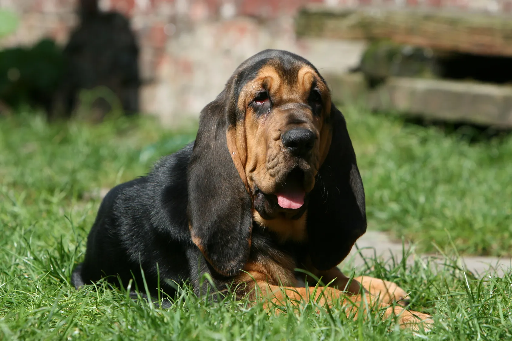 bloodhound (Bluthund)im grass
