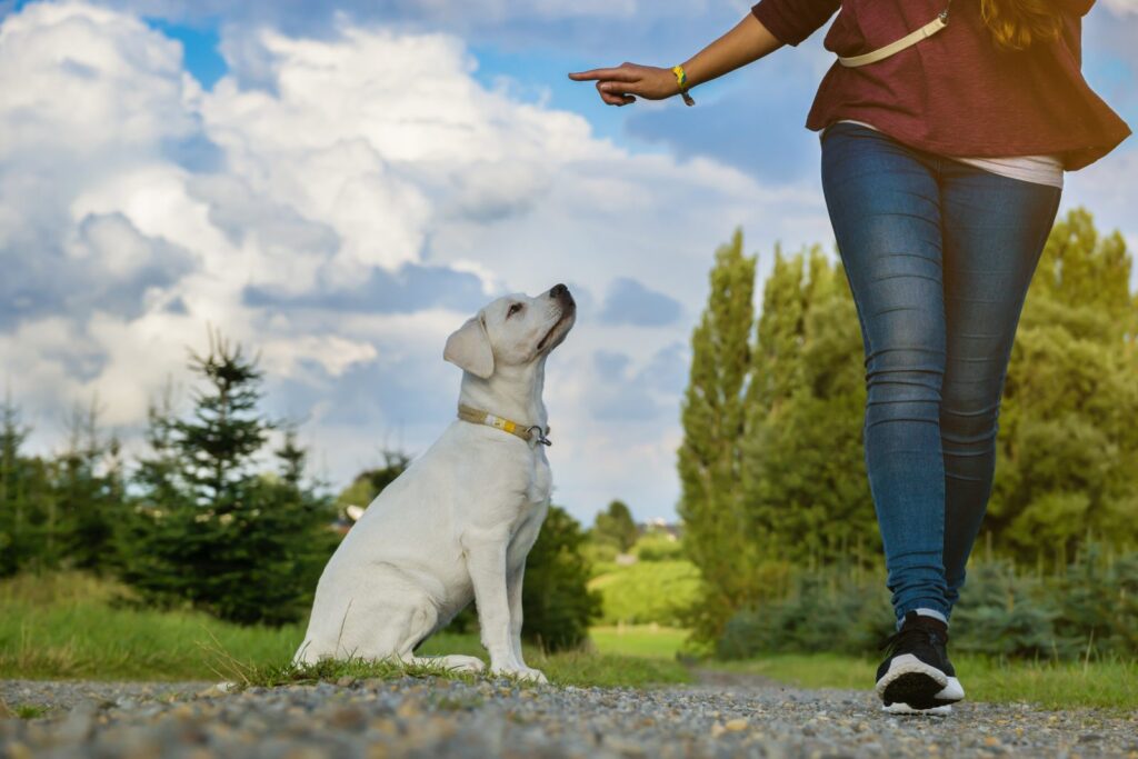 kommando bleib fuer hund