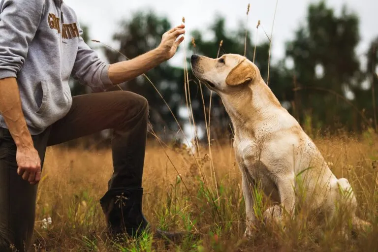 hund beim obedience training
