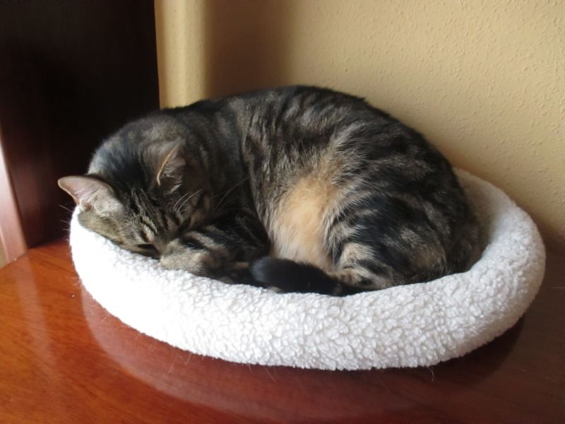 Sollte Ich Meine Katze Im Bett Schlafen Lassen Zooplus Katzenmagazin