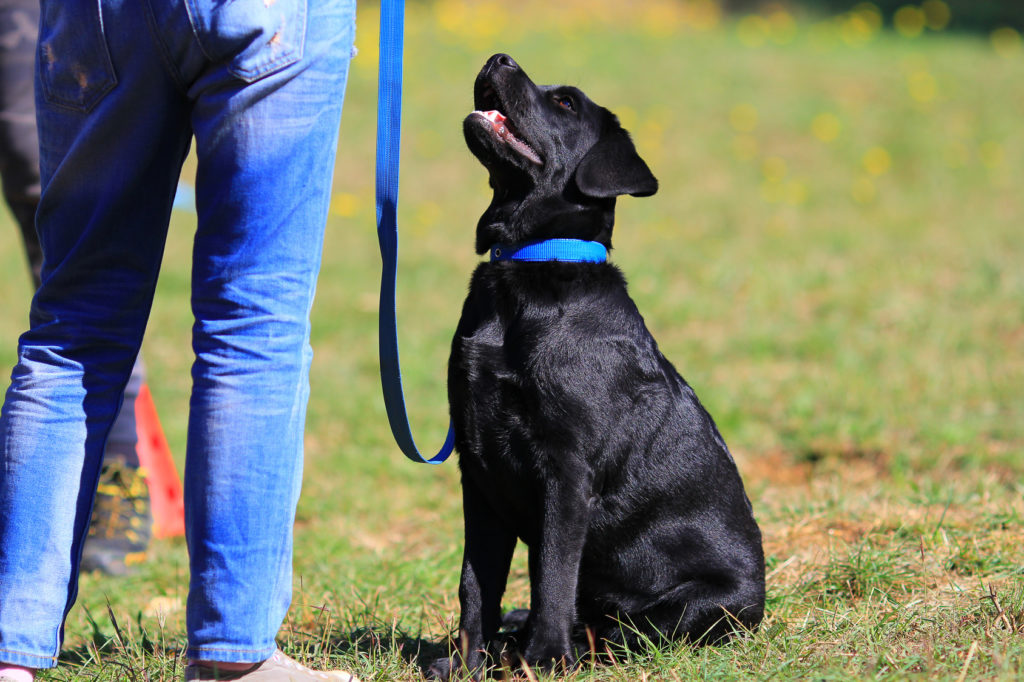 Obedience Training für den Hund Kommandos, Zubehör & Tipps