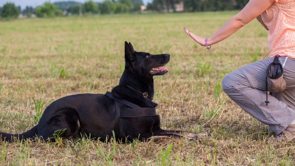 Obedience Training für den Hund Kommandos, Zubehör & Tipps