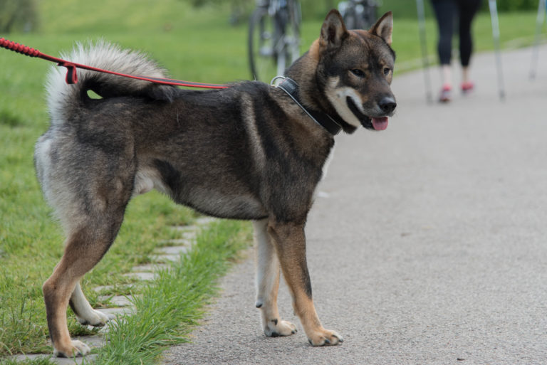 Shikoku Hund