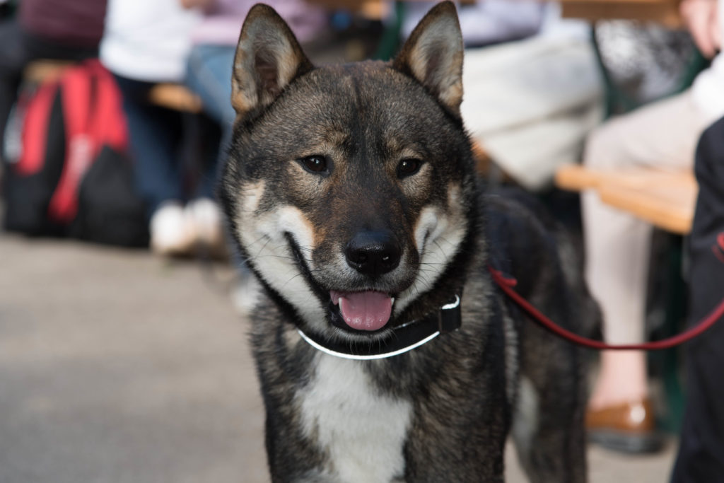 Shikoku Hund Gesicht