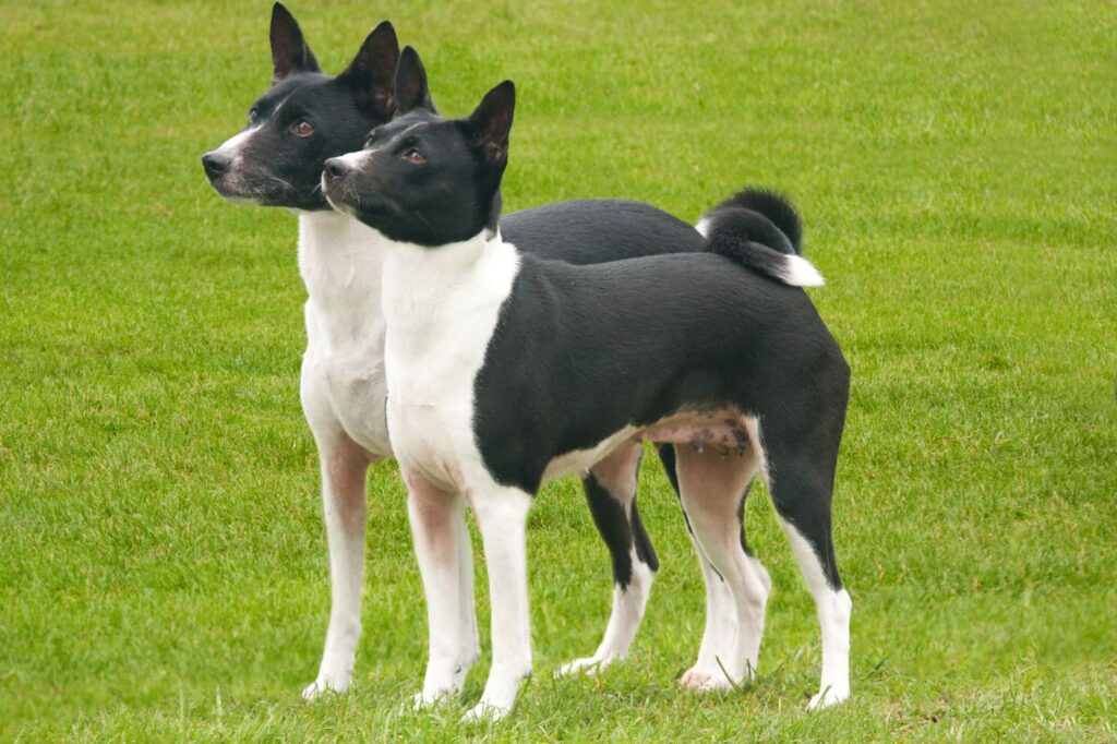 zwei basenji hunde auf wiese