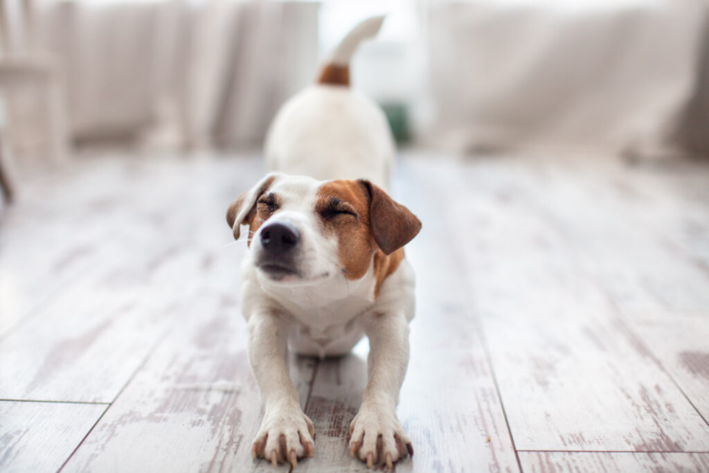 Um seine Bauchschmerzen zu lindern nimmt der Hund die Gebetstellung ein