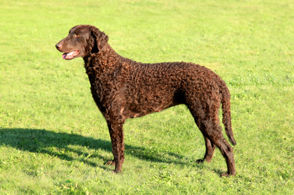 Curly Coated Retriever Braun auf Wiese