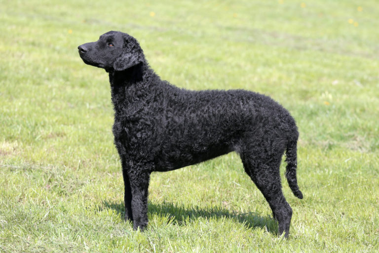 Curly Coated Retriever hund auf wiese