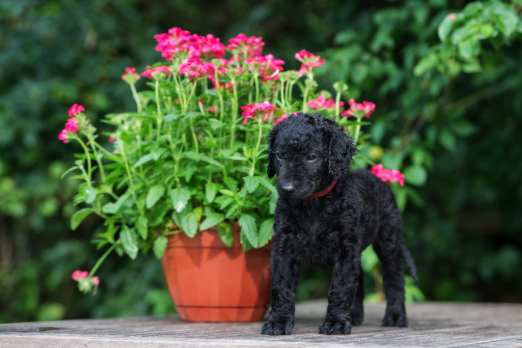 curly coated retriever welpe neben blumentopf