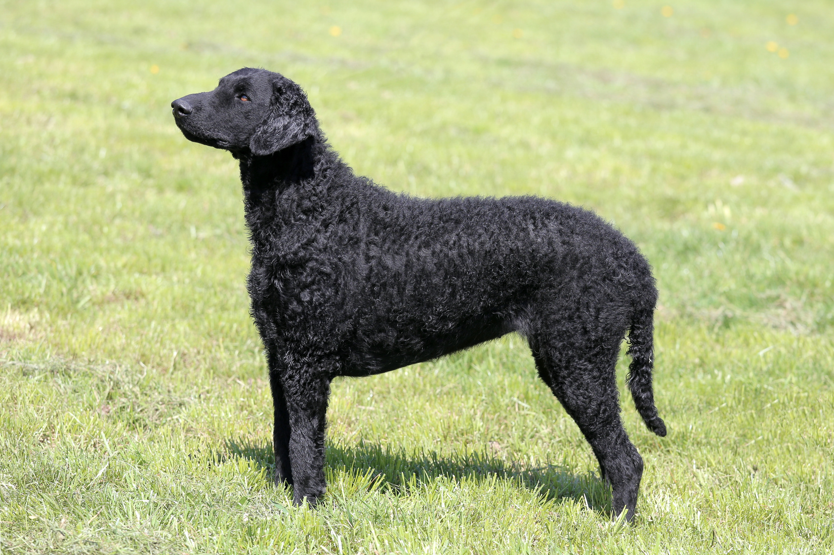 CurlyCoated Retriever Charakter, Haltung & Pflege Rassebeschreibung