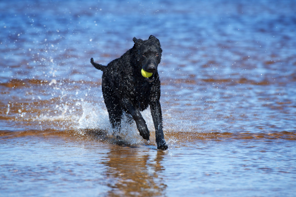 retriever hund mit ball läuft aus wasser