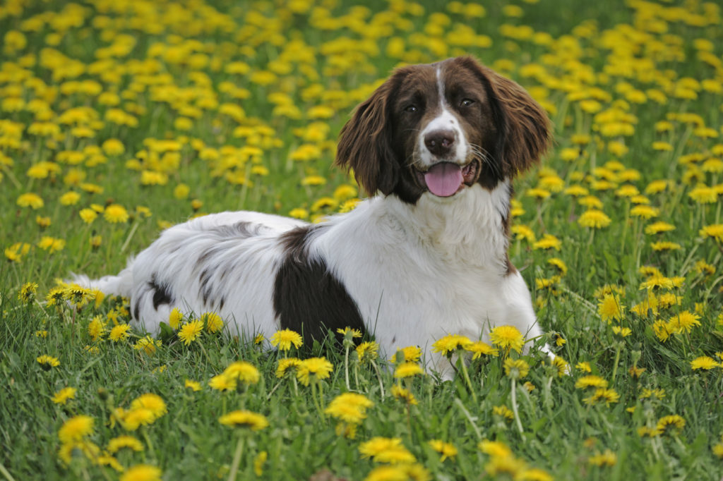 English Springer Spaniel Glücklich