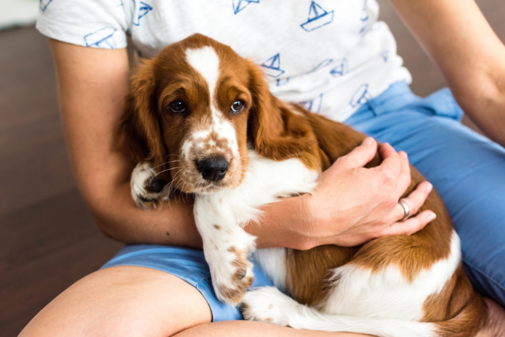 English Springer Spaniel Welpe