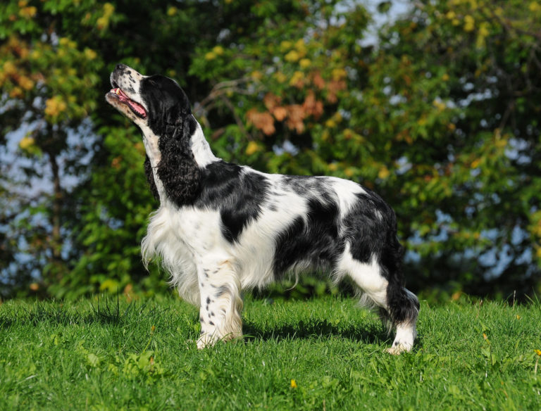 English Springer Spaniel schwarz