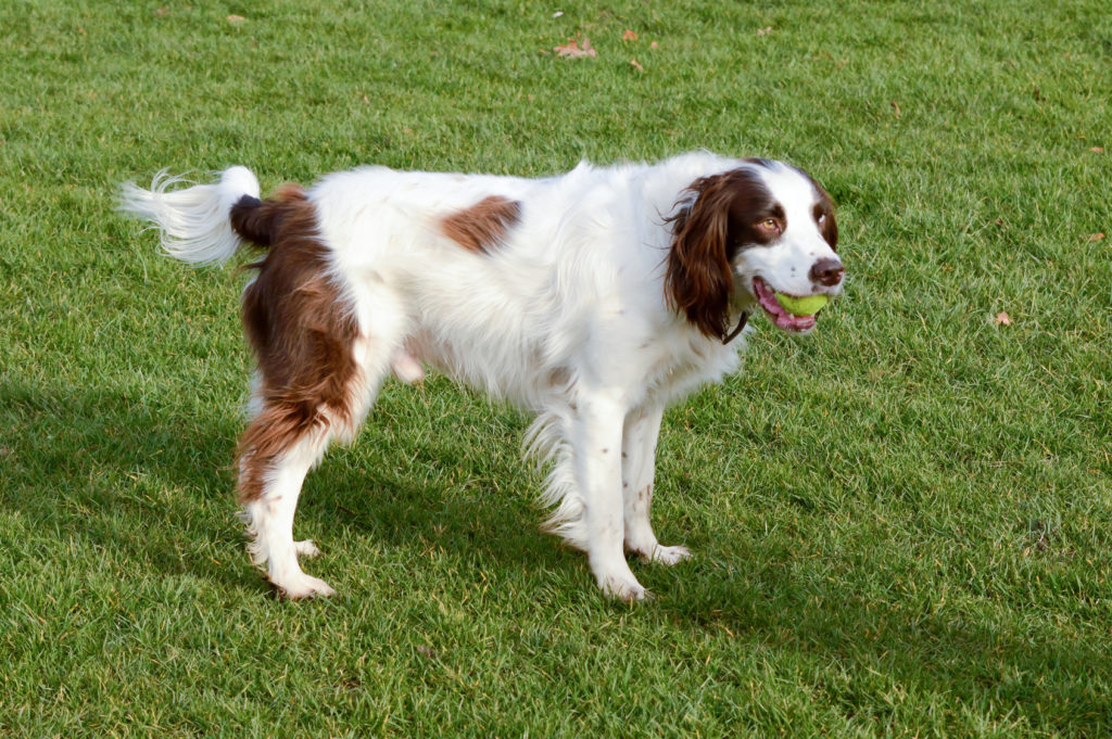 English Springer Spaniel spielt