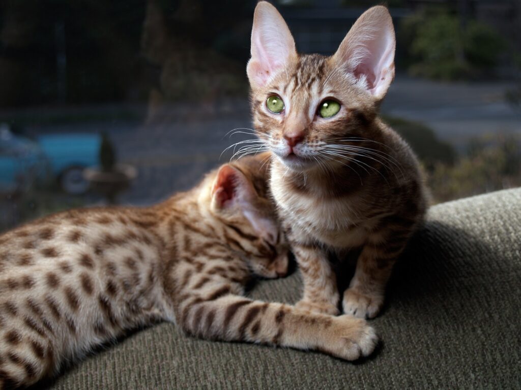 Zwei Ocicat Kitten Ocicat Kitten