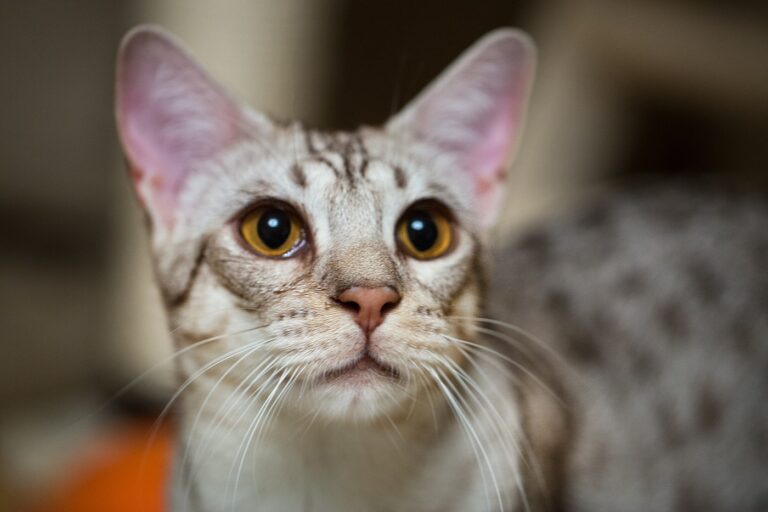 Ocicat