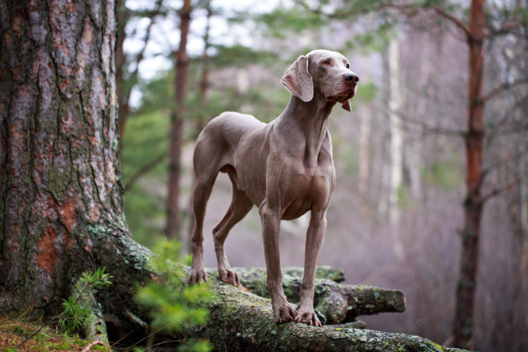 Weimaraner Hund im Natur